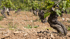 sol-vendanges-de-novemb